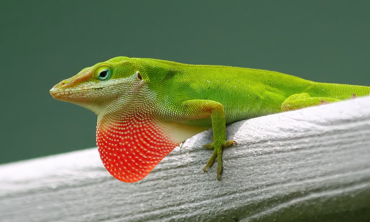 Green Anole