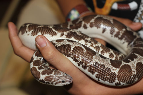 Kenyan Sand Boa