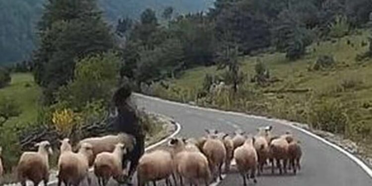 Sheep attack shepherd in Germany