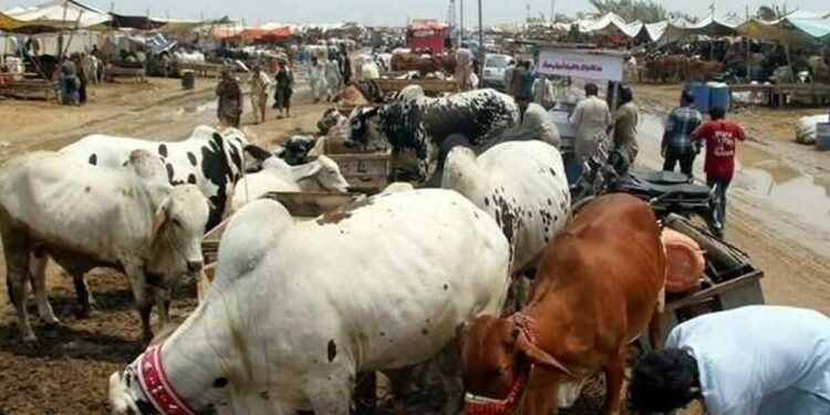 Karachi Cow Mandi 2024 New Location & Date Announced