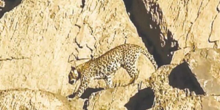 Rare Persian Leopard Spotted in Balochistan's Hingol National Park