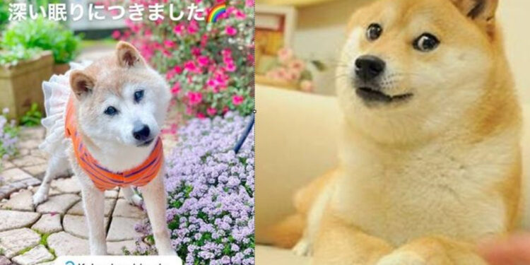 Remembering Kabosu - The Famous Shiba Inu behind viral Doge Meme is no more