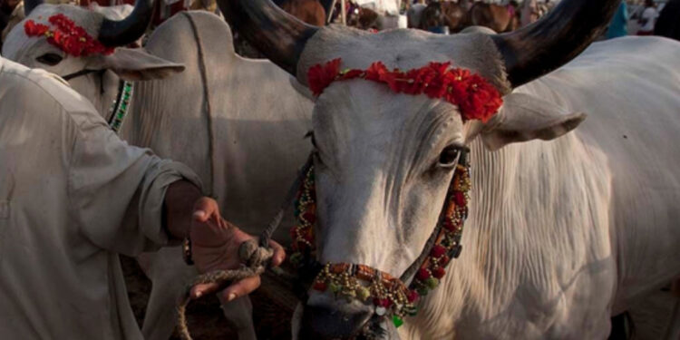 Eid ul Adha 2024: Significant Drop in Cow Mandi Rates in Karachi