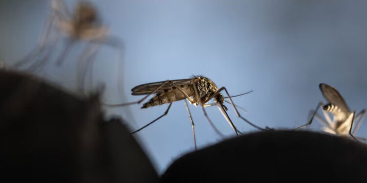 What is Massachusetts Deadly Mosquito Virus?