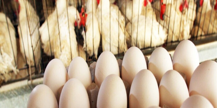 Chicken and egg prices surge in Karachi