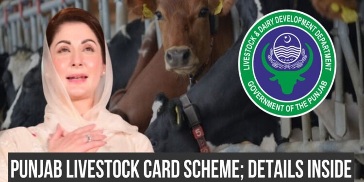 Livestock Support Package: How to Receive Free Cows and Buffaloes in Punjab